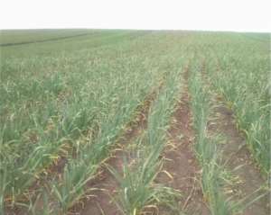 ������ ������ - ����������� 1