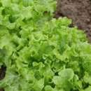 ������� � ����������: ������ ������ KS 190 ����� ������