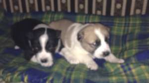 ������ ������ ��� - ����������� 1