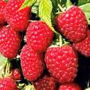 ������� � ����������: ������ ������, ���. ������� �������. ���� ���� ����, ������