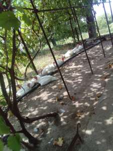 ������ ������ ���� ������� ����. - ����������� 1