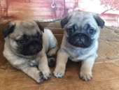 ������� � ����������: ������ ������ ����� 2 ������ �������