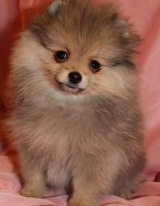 ������ ������ ����� - ����������� 1