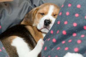 ������ ������ ����� - ����������� 1