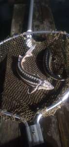 ������ ������ ����� - ����������� 1