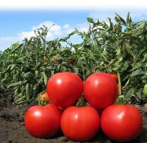 ������ ������ ����� (KS 829 F1) ����� ������. - ����������� 1