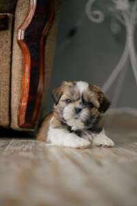 ������ ������ ������ ��-���. - ����������� 1