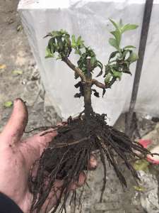 ������ ������ ������ ������� - ����������� 1