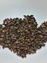 ������ ������ ������. �������� ����������� - ����������� 1