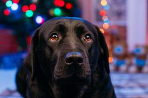 ������!!! ������ ������ ��������� ���������. - ����������� 1