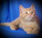 ������� � ����������: ������ ������ ����-��� (��������)