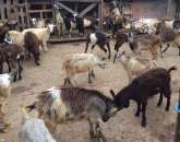 ������ ������ �������� - ����������� 1