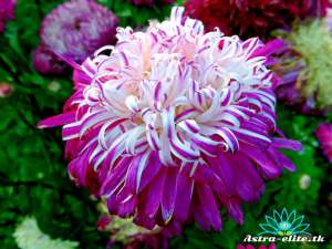 ������ ������ �������� ����� - ����������� 1