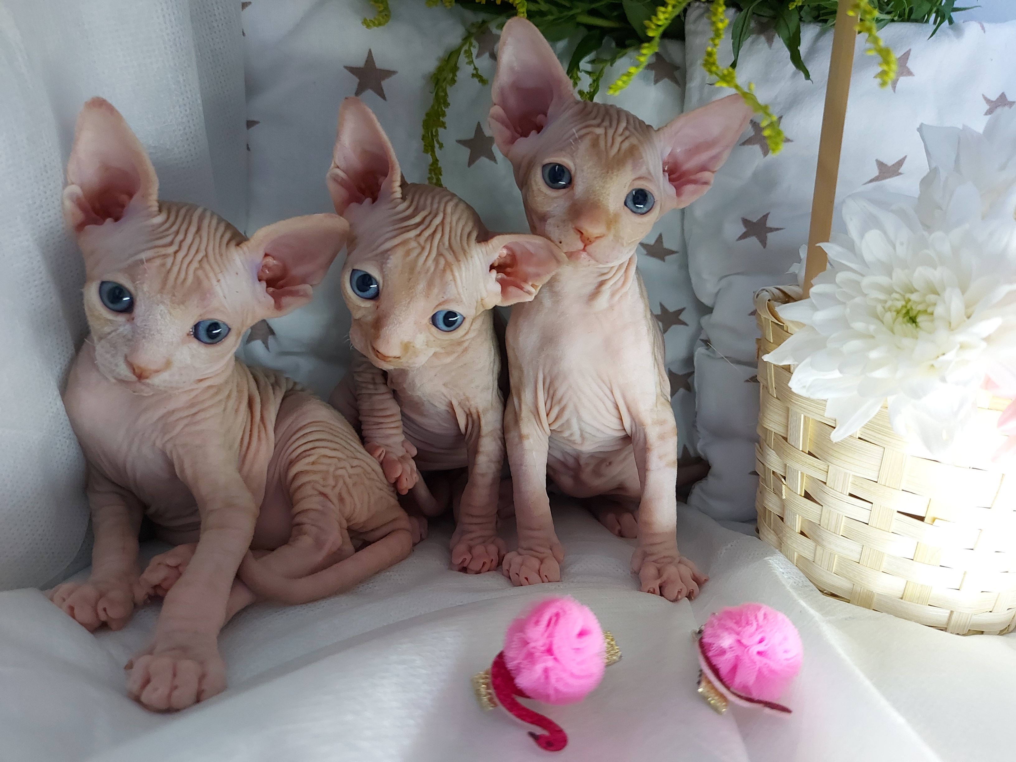 ������ ������ ��������� ������ ������ � �������� � ����� ����� - ����������� 1