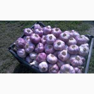 ������ ������. ���������� ���������� - ����������� 1