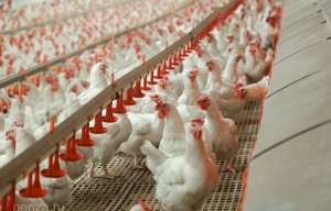 ������ ������ ������������ ������ - ����������� 1