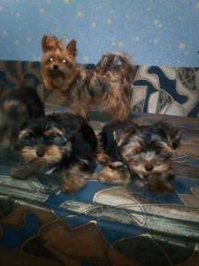 ������ ������ ������������ ������� - ����������� 1