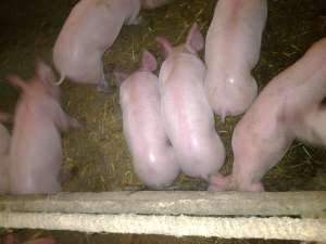 ������ ������� - ����������� 1