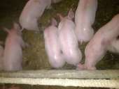 ������� � ����������: ������ �������