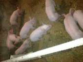 ������ ������� - ����������� 2