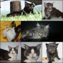 ������� � ����������: ������ ����-���