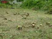 ������ ������� - ����������� 2