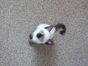 ������ ������� - ����������� 1