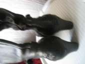 ������ ������� - ����������� 2