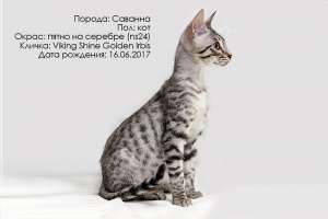 ������ ������� - ����������� 1