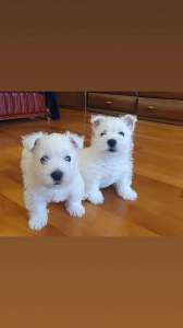 ������ ������� - ����������� 1