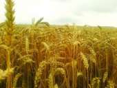 ������ ������� ��� ������� ��������� ������������. ������ ����� ������� - ������