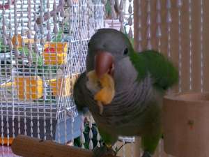 ������ ������� ���� ��������� ������ ������ ����� ��� ������ - ����������� 1