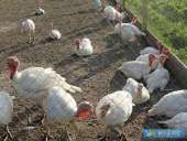 ������� � ����������: ������ �������. ����� ���-6