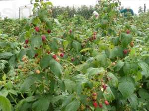 ������ ������� ������ - ����������� 1