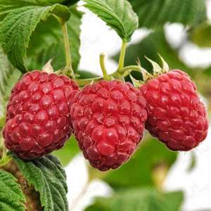 ������ ������� ������ ����� ���� ����. ������! - ����������� 1