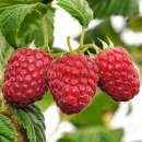 ������� � ����������: ������ ������� ������ ����� ���� ����. ������!