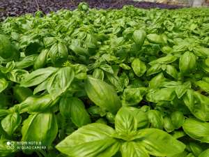 ������ ������� ,������, ������ ������ - ����������� 1