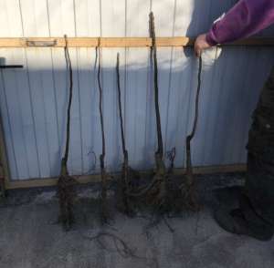 ������ ������� ������. ��������. ��� � �������. - ����������� 1