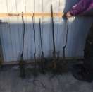 ������� � ����������: ������ ������� ������. ��������. ��� � �������.