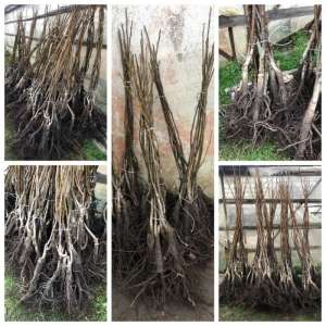 ������ ������� ������. ��������. ��� � �������. - ����������� 1