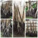 ������ ������� ������. ��������. ��� � �������.. �������� - �������/�������