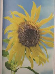 ������ �������, ������, ���������, ������, �����, ��� - ����������� 1