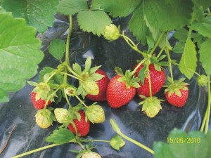 ������ ������� �������� - ����������� 1