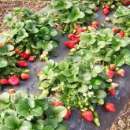 ������ ������� �������� � ���������. ��������� - ����������� 2