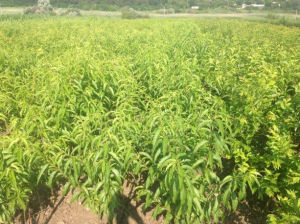 ������ ������� �������� ������� ������� ���� ������. ���������� - ����������� 1