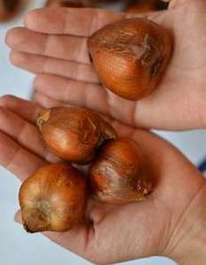 ������ ������� - �������� - �������� - ����������� 1