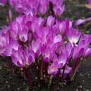 ������ ������� - �������� - �������� - ����������� 2