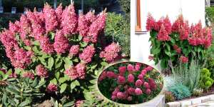 ������ ������� �������� ����������� � ������ - ����������� 1