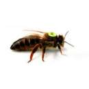 ������ ������� ���������� ���������� ������ - ����������� 1