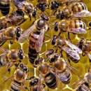 ������ ������� ���������� ���������� ������ - ����������� 2